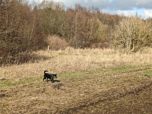 A small black terrier dog on a walk at Carmyle.