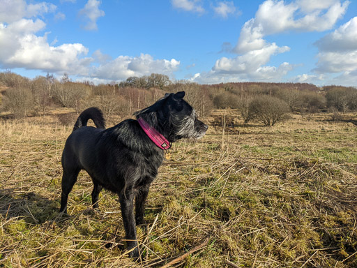 A small black terrier dog on a walk at Carmyle.