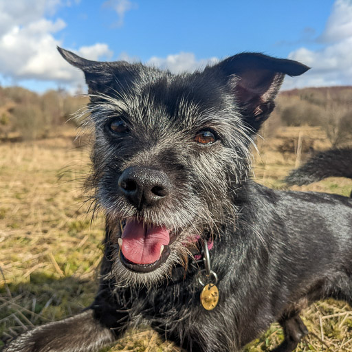 A small black terrier dog on a walk at Carmyle.