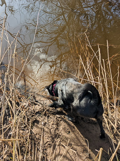 A small black terrier dog on a walk between Carmyle and Newton (Lanark).