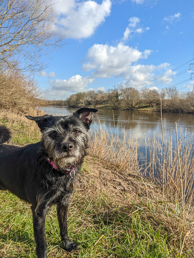 A small black terrier dog on a walk between Carmyle and Newton (Lanark).