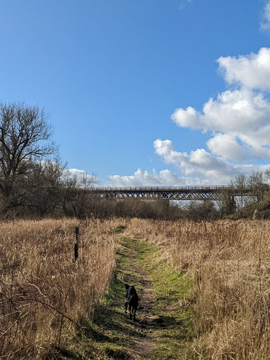 A small black terrier dog on a walk between Carmyle and Newton (Lanark).