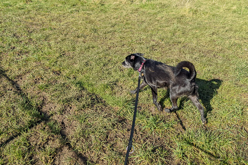 A small black terrier dog on a walk between Carmyle and Newton (Lanark).