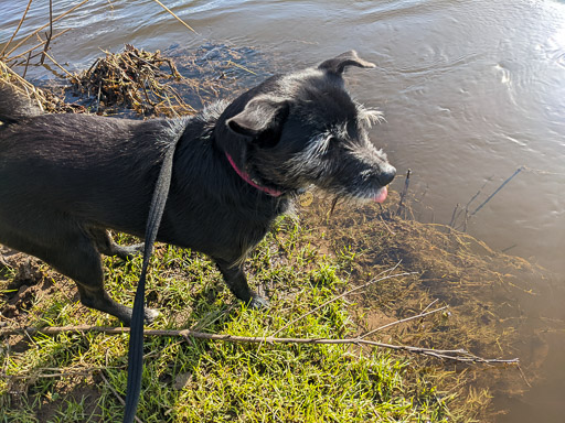 A small black terrier dog on a walk between Carmyle and Newton (Lanark).