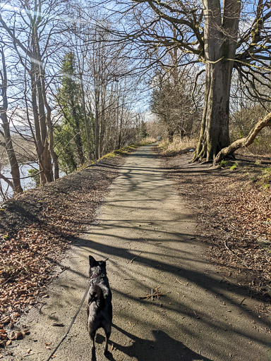 A small black terrier dog on a walk between Carmyle and Newton (Lanark).