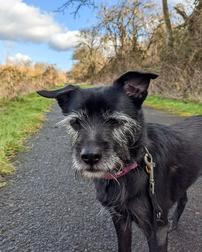 A small black terrier dog on a walk between Carmyle and Newton (Lanark).