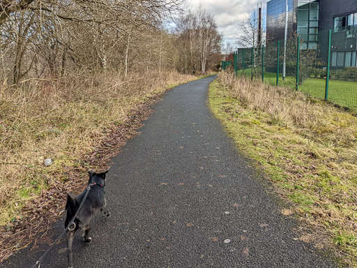 A small black terrier dog on a walk between Carmyle and Newton (Lanark).