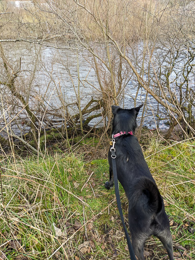 A small black terrier dog on a walk between Carmyle and Newton (Lanark).