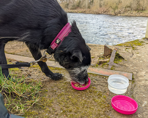 A small black terrier dog on a walk between Carmyle and Newton (Lanark).