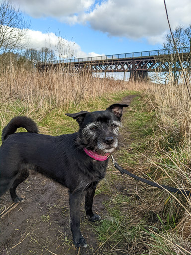 A small black terrier dog on a walk between Carmyle and Newton (Lanark).