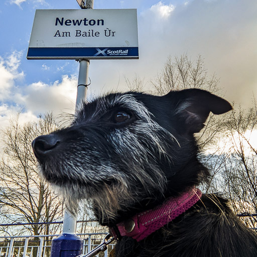 A small black terrier dog at Newton (Lanark) Station.