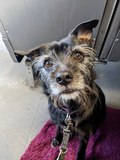 A small black terrier dog on a train between Newton (Lanark) and Glasgow Central.