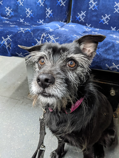 A small black terrier dog on a train between Glasgow Queen Street Ll and Hyndland.