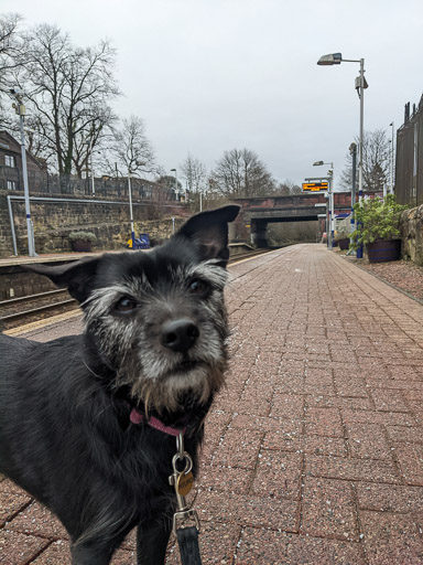 A small black terrier dog at Maryhill Station.