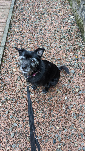 A small black terrier dog at Maryhill Station.