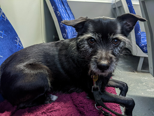 A small black terrier dog on a train between Anniesland and Hamilton Central.