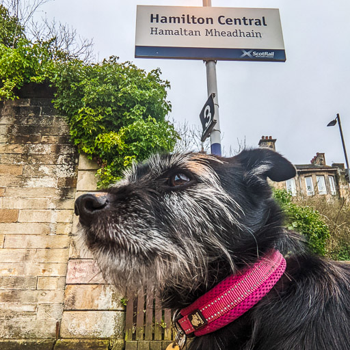 A small black terrier dog at Hamilton Central Station.