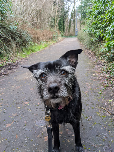 A small black terrier dog on a walk between Hamilton Central and Hamilton West.