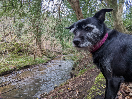 A small black terrier dog on a walk between Hamilton Central and Hamilton West.