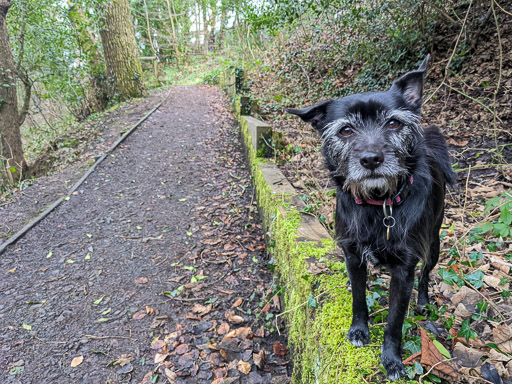 A small black terrier dog on a walk between Hamilton Central and Hamilton West.