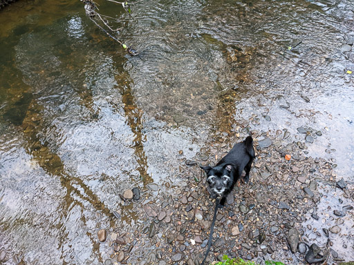 A small black terrier dog on a walk between Hamilton Central and Hamilton West.