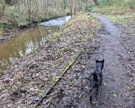 A small black terrier dog on a walk between Hamilton Central and Hamilton West.