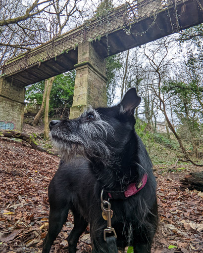 A small black terrier dog on a walk between Hamilton Central and Hamilton West.