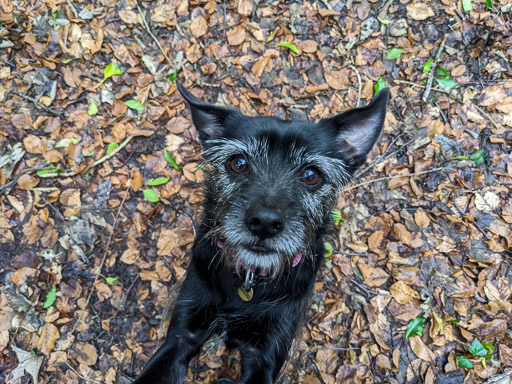 A small black terrier dog on a walk between Hamilton Central and Hamilton West.