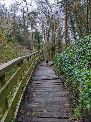 A small black terrier dog on a walk between Hamilton Central and Hamilton West.