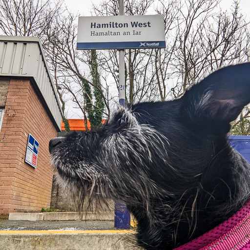 A small black terrier dog at Hamilton West Station.