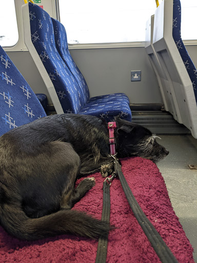 A small black terrier dog on a train between Hamilton West and Glasgow Central Low Level.