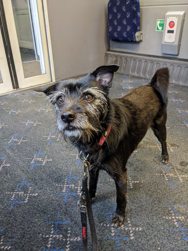 A small black terrier dog on a train between Glasgow Queen Street and Gilshochill.