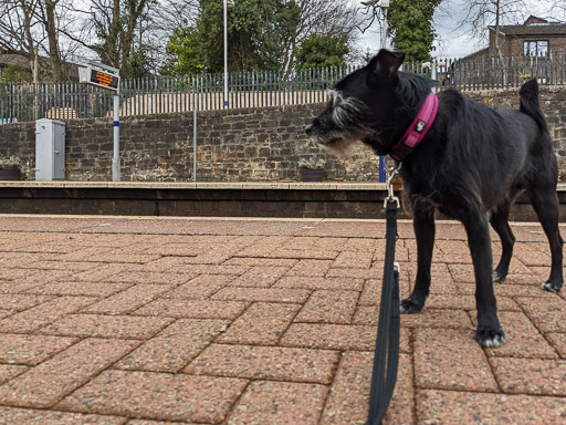 A small black terrier dog at Maryhill Station.