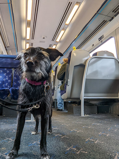 A small black terrier dog on a train between Maryhill and Anniesland.