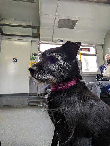 A small black terrier dog on a train between Anniesland and Glasgow Central Low Level.