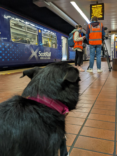 A small black terrier dog at Glasgow Central Low Level Station.