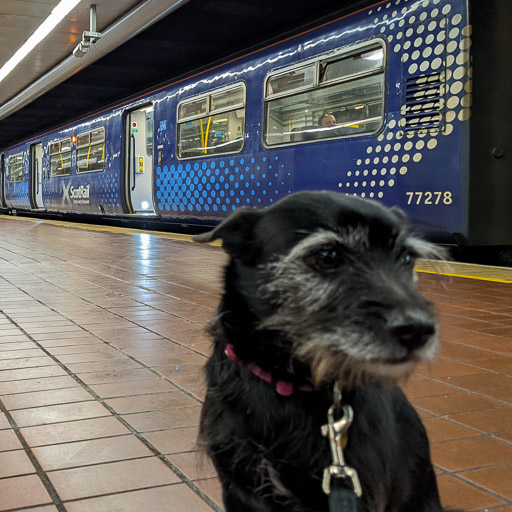 A small black terrier dog at Glasgow Central Low Level Station.