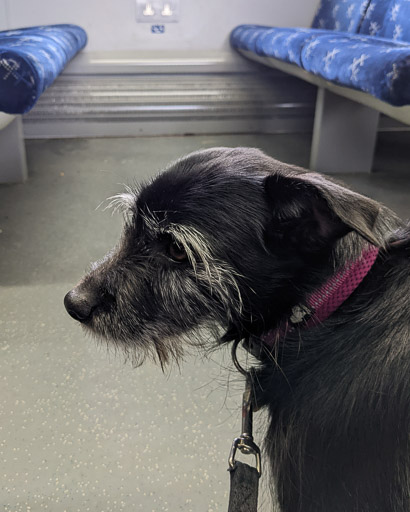 A small black terrier dog on a train between Glasgow Central Low Level and Kirkwood.