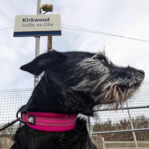 A small black terrier dog at Kirkwood Station.