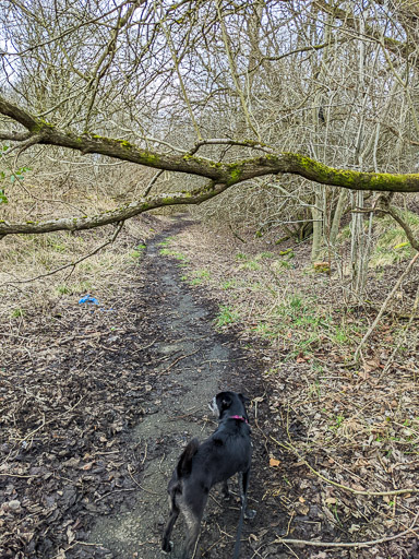 A small black terrier dog on a walk between Kirkwood and Bargeddie.