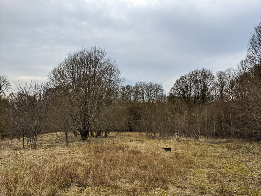 A small black terrier dog on a walk between Kirkwood and Bargeddie.