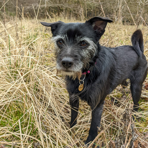 A small black terrier dog on a walk between Kirkwood and Bargeddie.