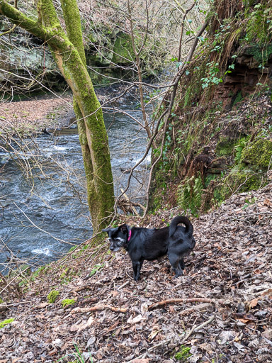 A small black terrier dog on a walk between Kirkwood and Bargeddie.