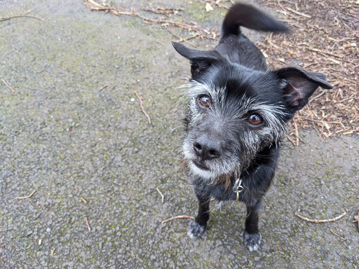 A small black terrier dog on a walk between Kirkwood and Bargeddie.