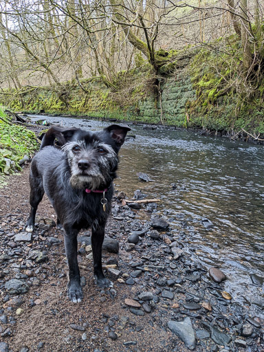 A small black terrier dog on a walk between Kirkwood and Bargeddie.