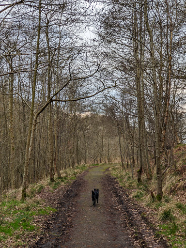 A small black terrier dog on a walk between Kirkwood and Bargeddie.