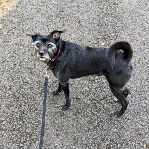 A small black terrier dog on a walk between Kirkwood and Bargeddie.