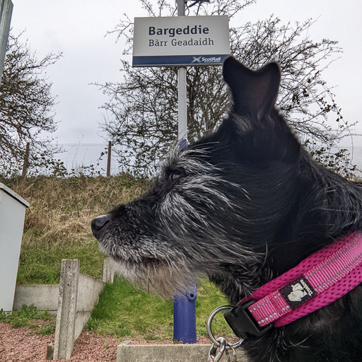 A small black terrier dog at Bargeddie Station.