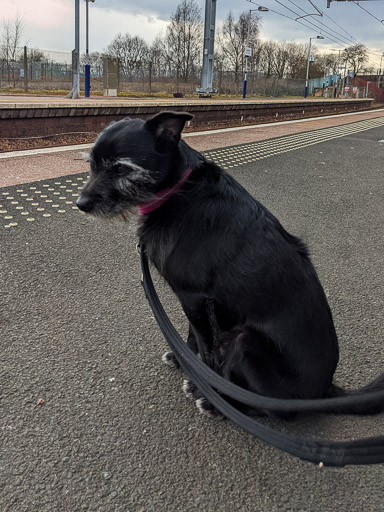 A small black terrier dog at Bargeddie Station.