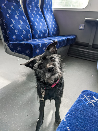 A small black terrier dog on a train between Motherwell and Hamilton Central.